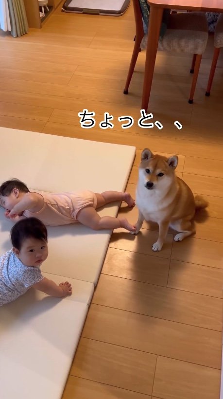 提供：柴犬　むぎさん