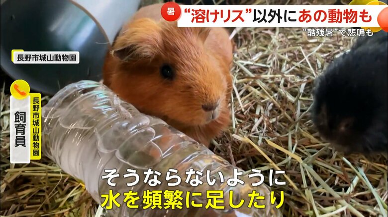 モルモットには水を頻繁に足すなどの熱中症対策がとられている