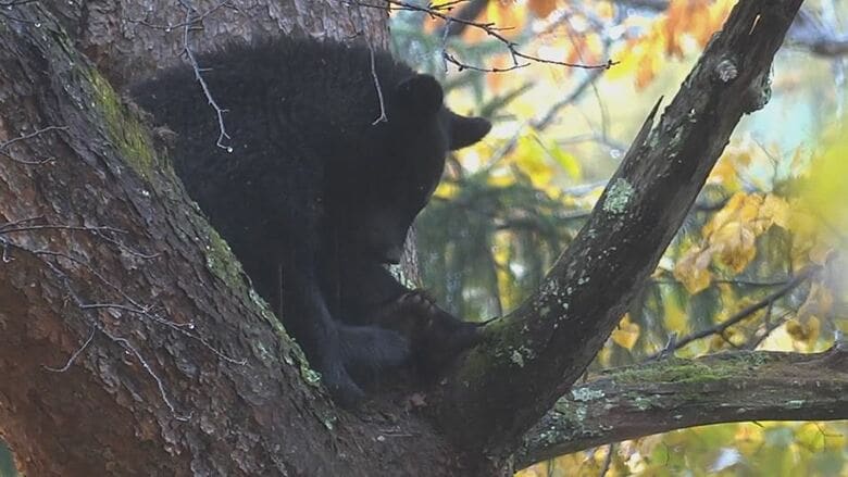 木の上にとどまったクマ（11月10日、大町市）