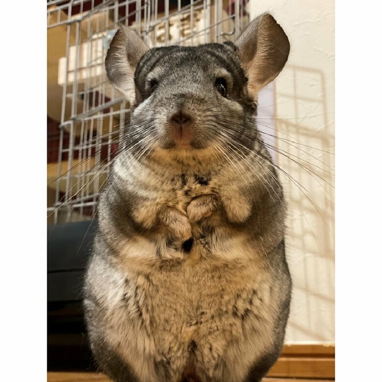 一緒に暮らしている先住チンチラ・おはぎくん