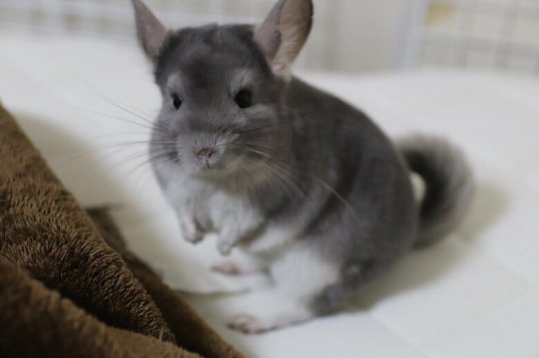 提供：金太郎の日常さん