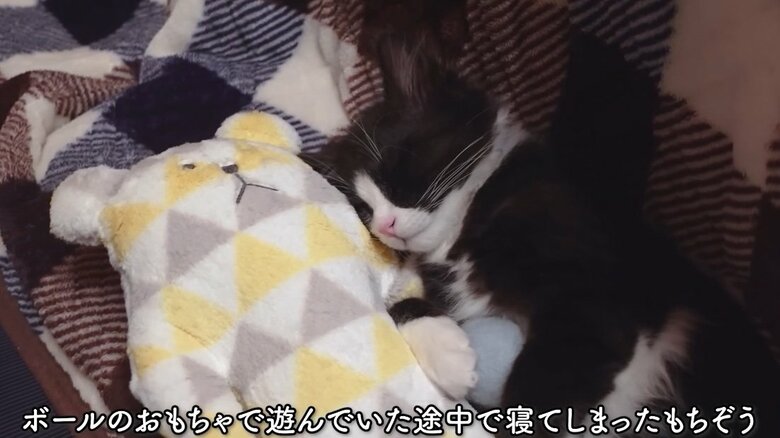 提供：もちぞう ですが。さん