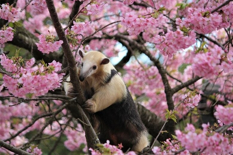 キレイな景色を眺めている？木登り中（提供：伊豆アニマルキングダム）