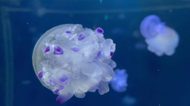 （提供：新江ノ島水族館）