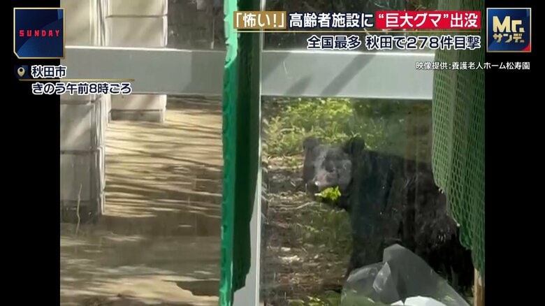 高齢者施設の敷地内で草を食べるクマ（秋田市 25日） 