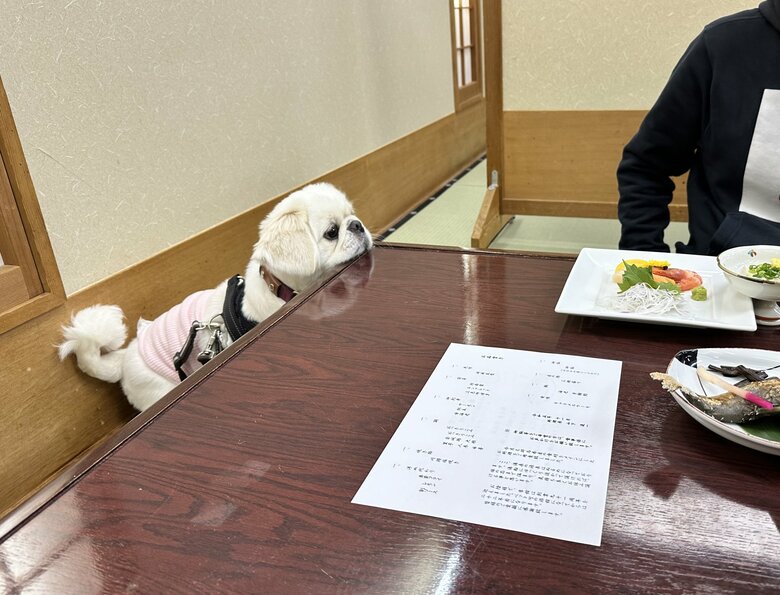 お利口に待つペコくん