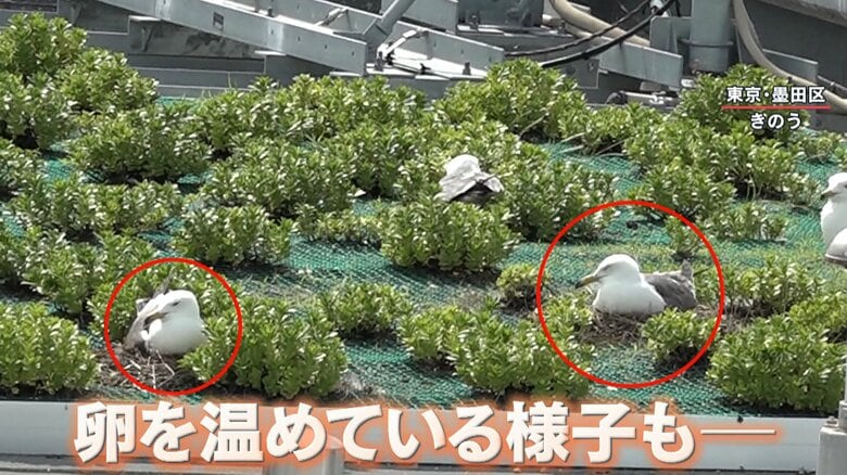 丸くなって座っているウミネコは、卵を温めている？