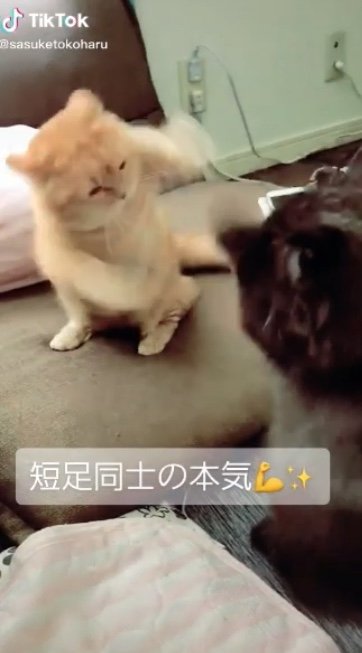 提供：サスケと小春さん