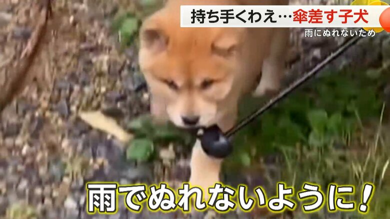 （スペクター・コミュニケーションズ）