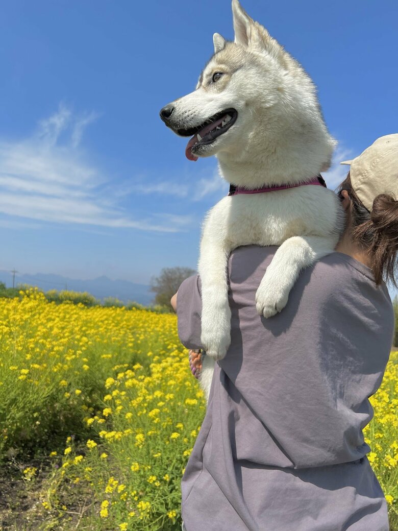 提供：ハスキーいちみちゃんと田舎暮らしさん