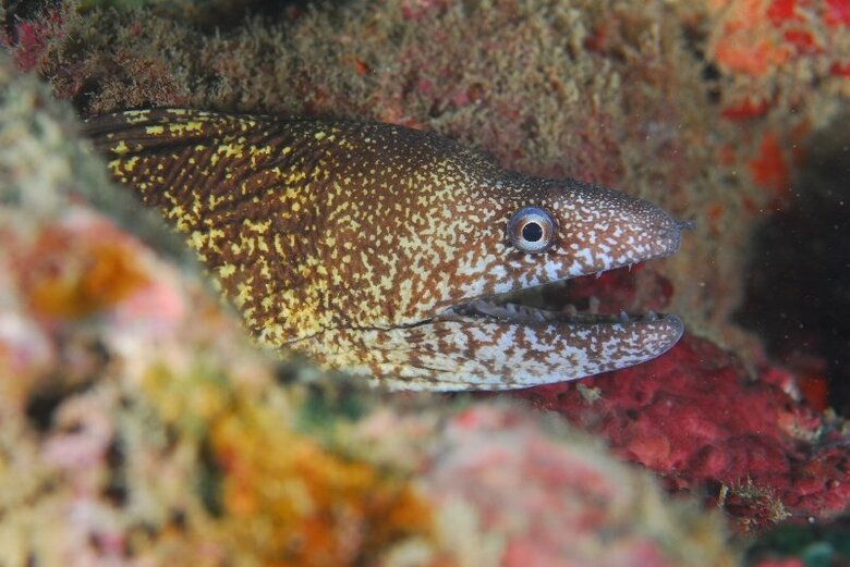 ウツボ（提供：すさみ町立エビとカニの水族館）