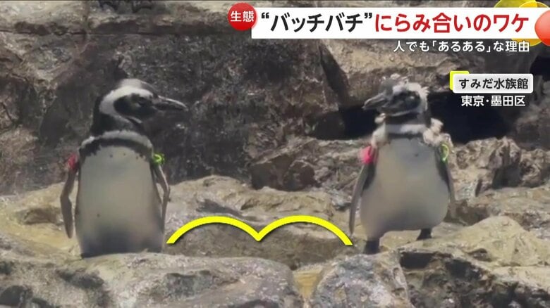 突如として始まった2羽のペンギンによるバッチバチのにらみ合い