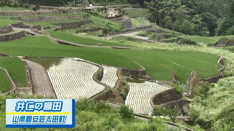 井仁の棚田（広島・安芸太田町）
