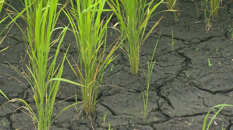 水不足で土壌がひび割れ（7月）