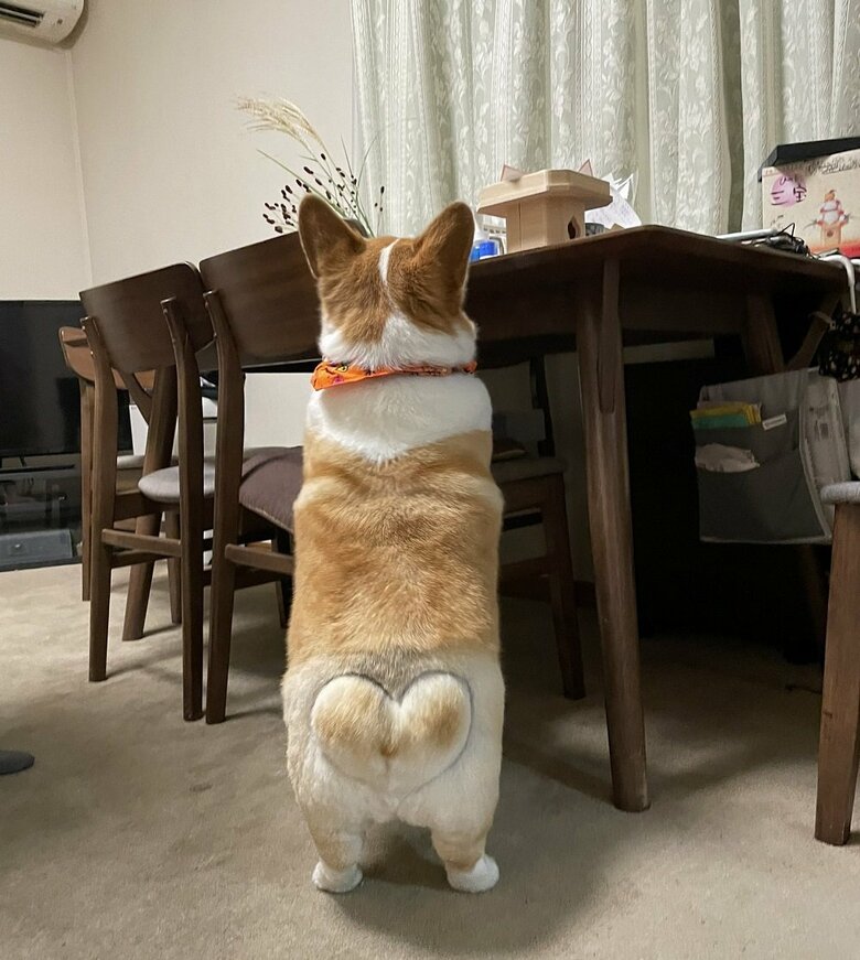 月見団子を狙っている