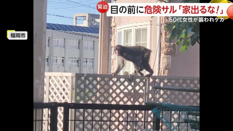 柵の上をウロウロと歩き始めていたサル