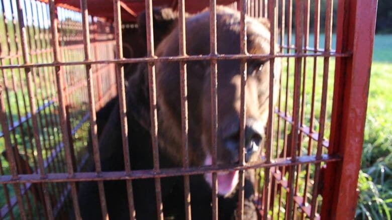全国各地で続くクマ被害…解決策はあるのか