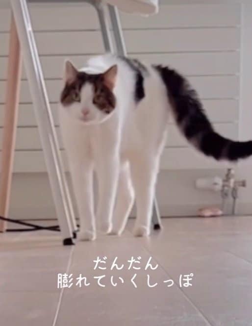 慎重に近寄るうずらちゃん