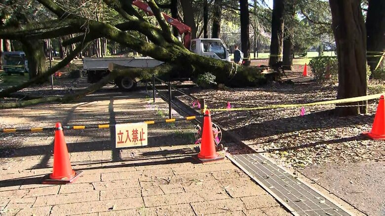 桜の名所・砧公園で3月から3本目の倒木被害