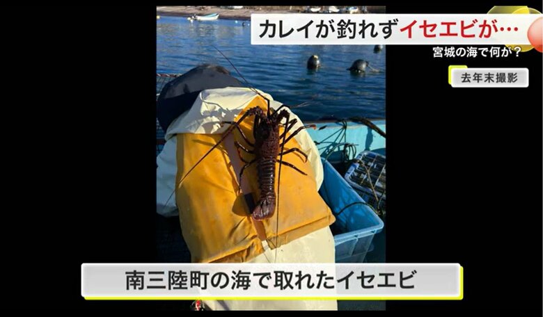 背中と比べるとイセエビの大きさがよくわかる