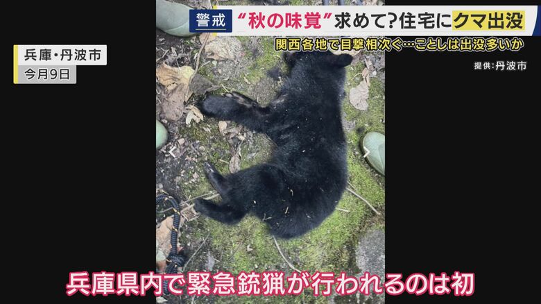 丹波市で県内初の緊急銃猟
