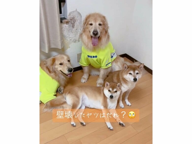 左からゴールデンレトリバーのリブレくん、バルドくん、柴犬のミントちゃん、ムックくん（提供：ムックパパさん）