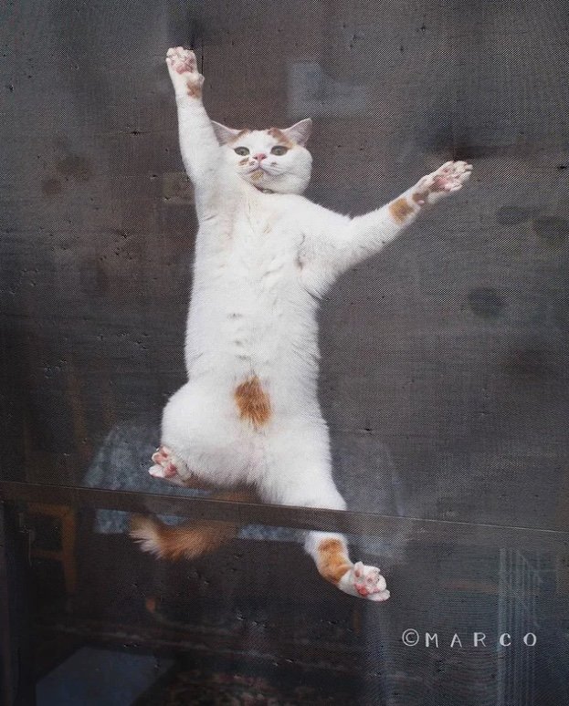 網戸ジャンプ（提供：MARCOさん）