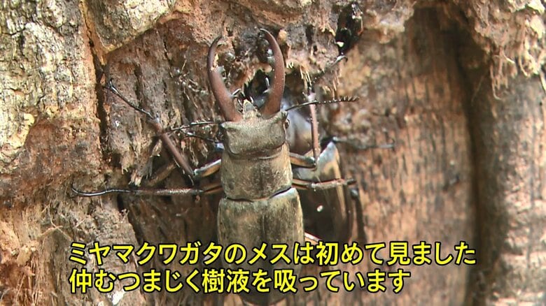 ミヤマクワガタのつがい