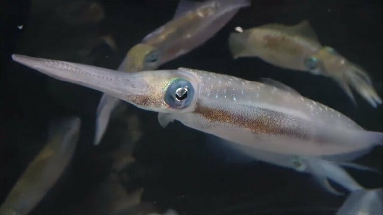 （提供：マリンピア日本海）