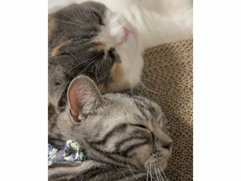 みゅーちゃん（上）とりんくん（下）