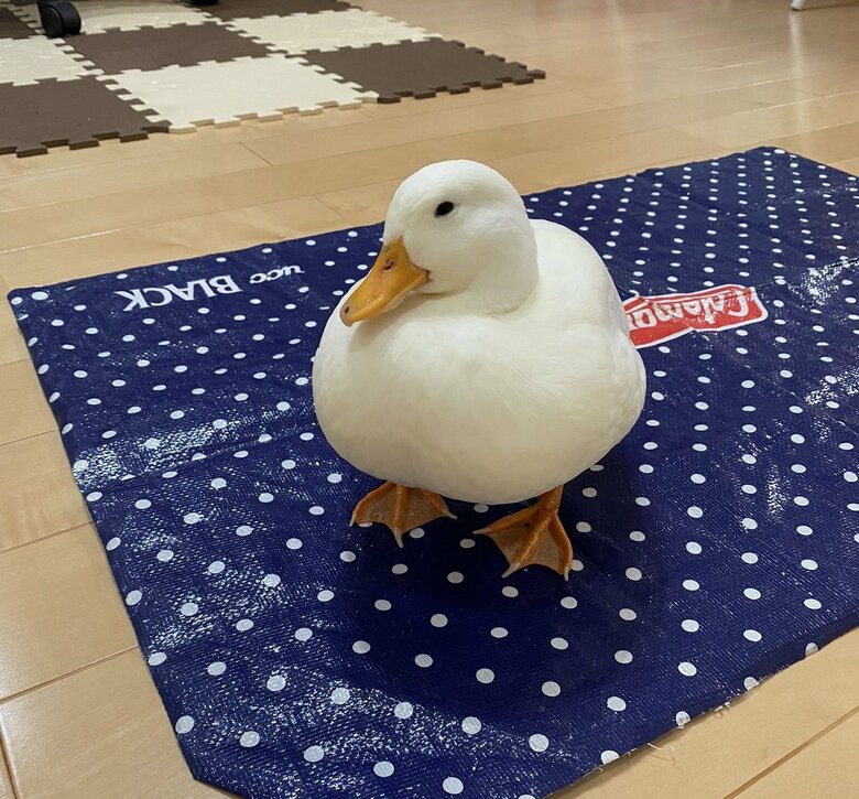 「ごはんまだかな～」という顔のピヨコちゃん