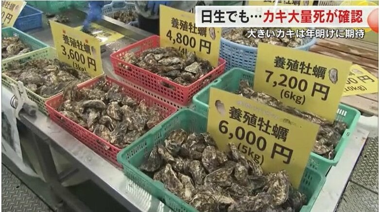 日生漁港のすぐ近くにある直販所で販売される殻付きのカキ