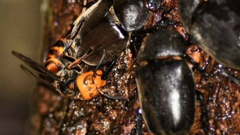 オオスズメバチは脚をかむ（提供：小島講師）