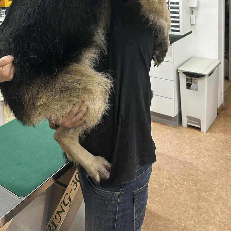 脚でがっしりホールド（提供：Tobi and Bobi シェパード兄弟犬さん）