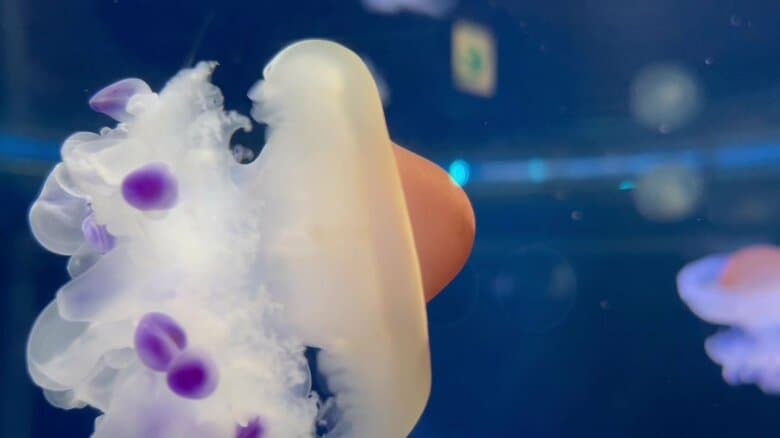 （提供：新江ノ島水族館）