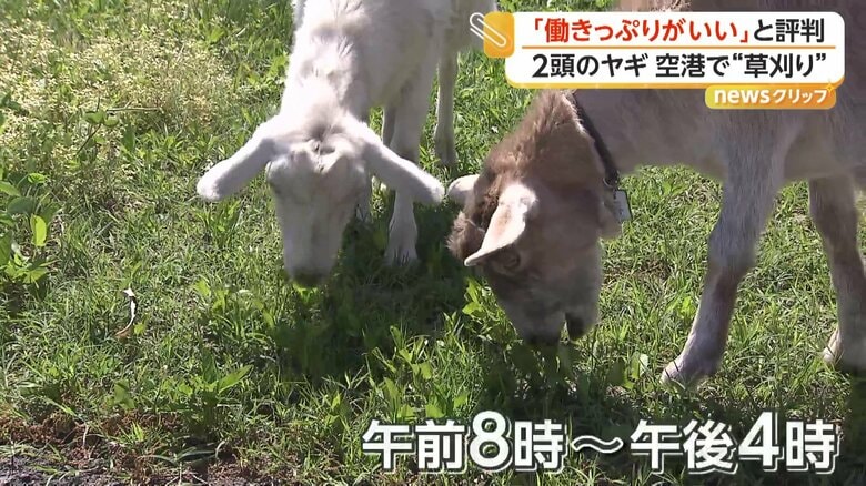朝8時から夕方4時まで、無心で仕事に打ち込んでいるヤギたち