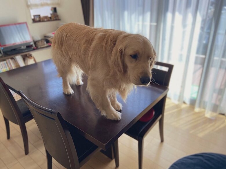 飼い主さんが帰宅するとテーブルに乗っているまるくんを目撃