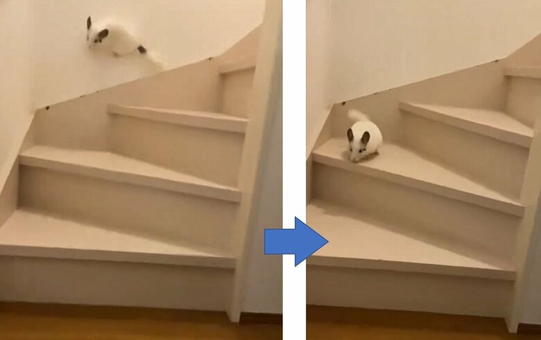 途中で壁を蹴っていくこともあるという