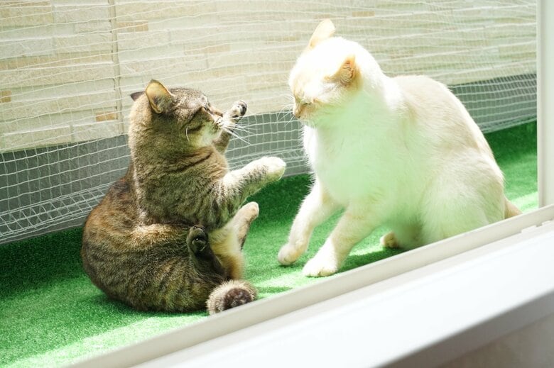 けんかがあったら様子を見てあげて（画像はイメージ）