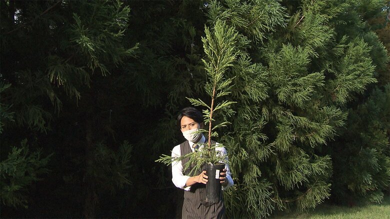 エリートツリーの”赤ちゃん”。30年で立派に育つという。