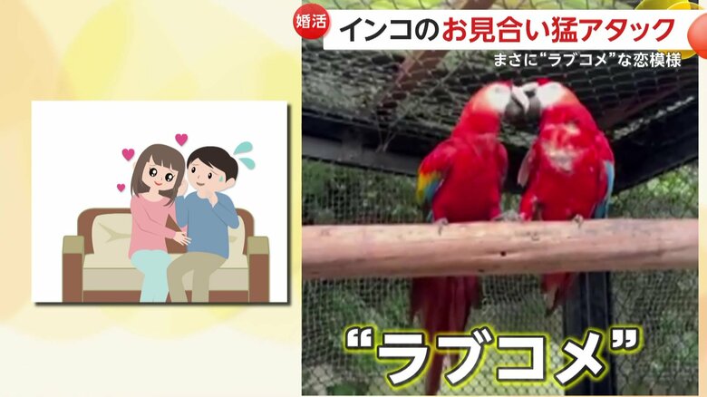ラブコメディーのような2羽