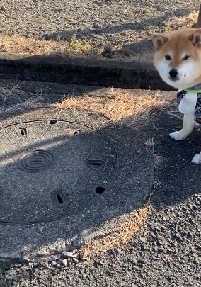 「ここにいたんだよ～」と言いたげな視線…