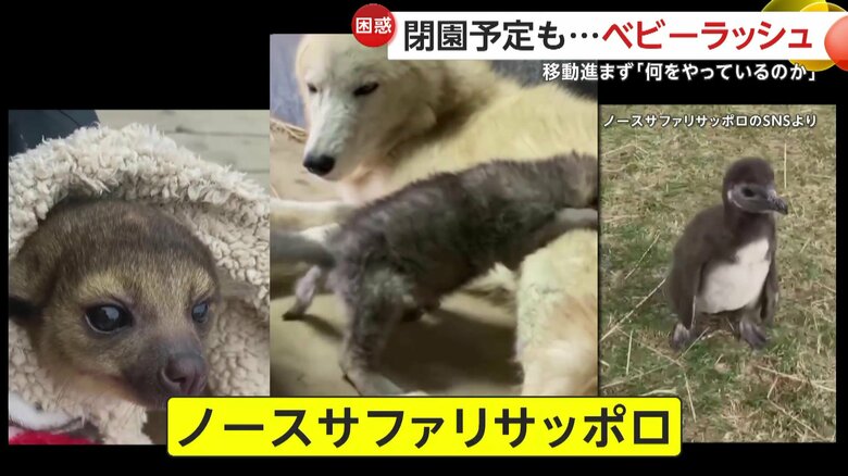 SNSで“春のベビーラッシュ”を報告した動物園「ノースサファリサッポロ」（4月、北海道・札幌市）