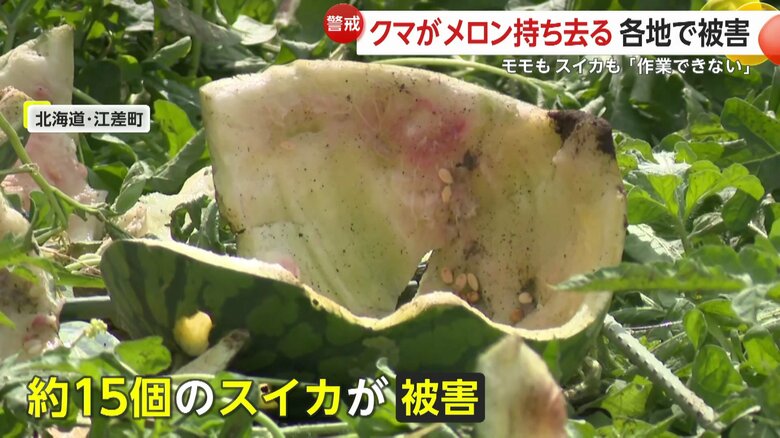 約15個のスイカが食い荒らされていた