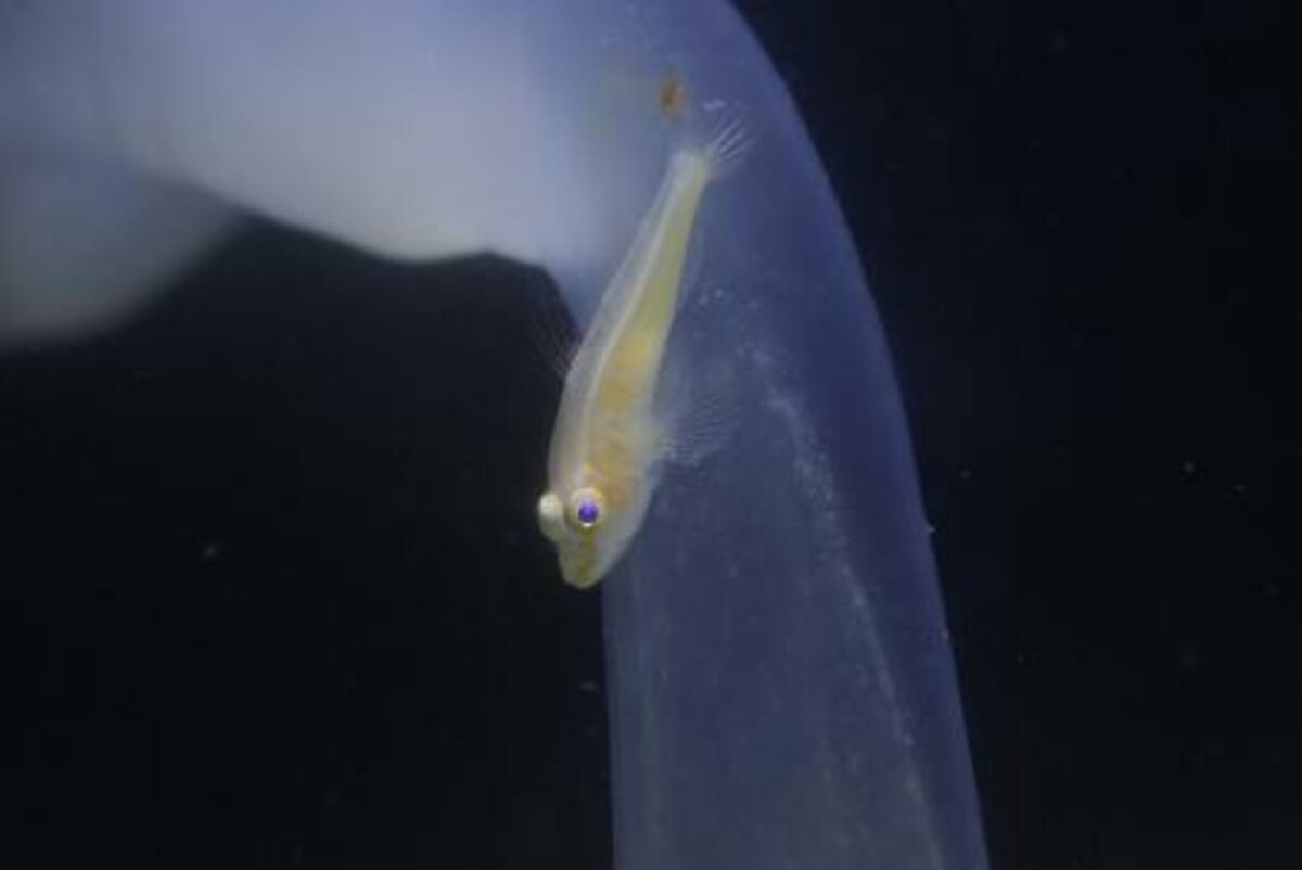 沖縄美ら海水族館】黄金に輝く!?小さな珍魚日本初記録種「クガニウ