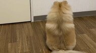 話しかけても背を向けたまま…ワンちゃんを預かった実家の母親がぼやき!?飼い主不在の一コマが面白い