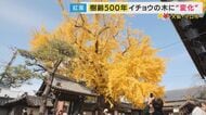 歴史を見守ってきた樹齢500年のイチョウ　“水を吸い上げる音が聞こえる”逸話も　今はインバウンド客も訪れる隠れた名所に