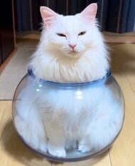 「壺とともに生きていくことを決めた」すっぽり収まった猫の目つきが“悟りの境地”…日常の様子を飼い主に聞いた