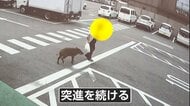 何度もしつこく　猛スピードでイノシシが突進　会社敷地内で男性襲われる　台車で応戦し追い返す　愛知