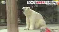 体調不良のシロクマ・ピース　食欲戻り体調は少しずつ回復　体調を見て公開を再開【愛媛】